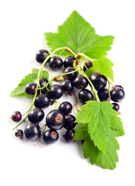 Siyah frenk üzümü