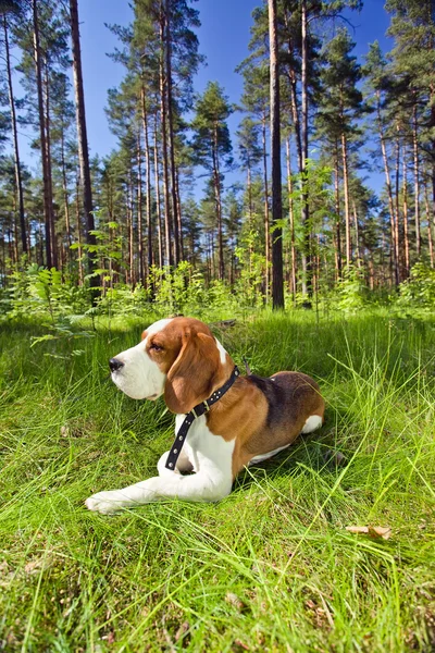 Beagle em uma grama em floresta — Fotografia de Stock