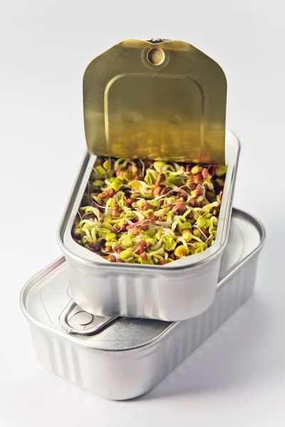 The sprouted seeds in an open can — Stock Photo, Image