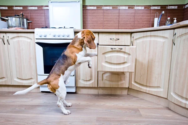 Dog in kitchen — Stockfoto