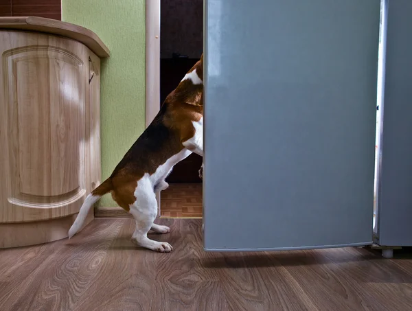 Dog in kitchen — Stok fotoğraf