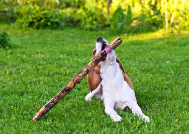 köpek sopa ile oynuyor