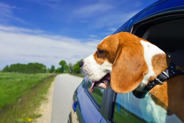 Beagle στο μπλε αυτοκίνητο — Φωτογραφία Αρχείου