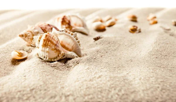 Cockleshells on sea sand — Stock Photo, Image