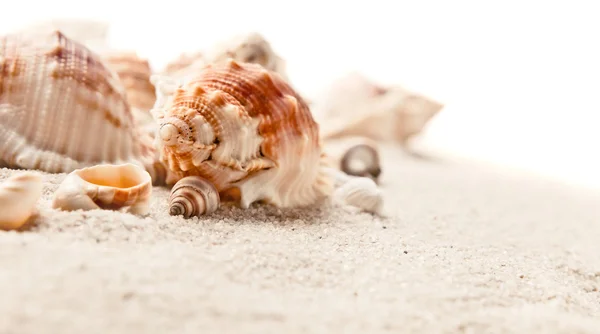 Cockleshells na areia do mar — Fotografia de Stock