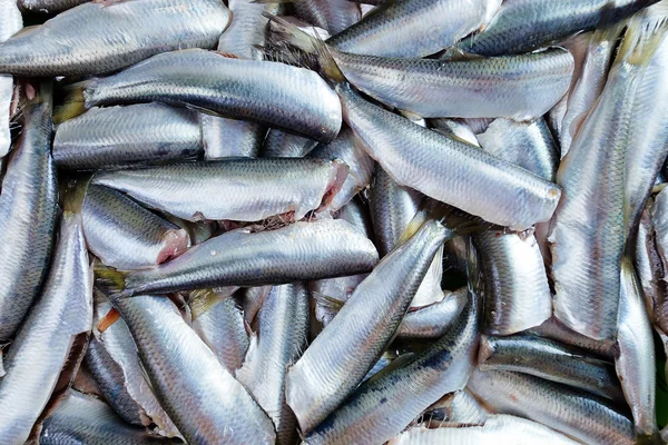 Fresh crude anchovies — Stock Photo, Image