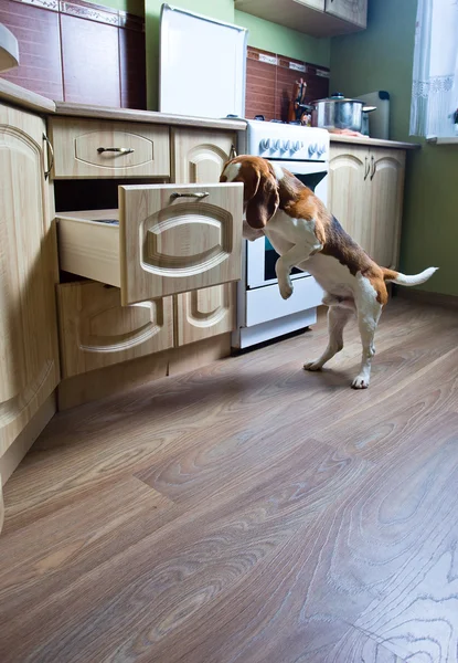 Dog in kitchen — Stock Photo, Image