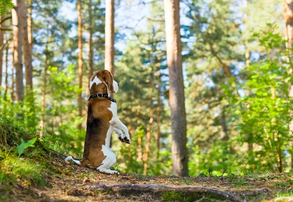 Beagle in bos — Stockfoto
