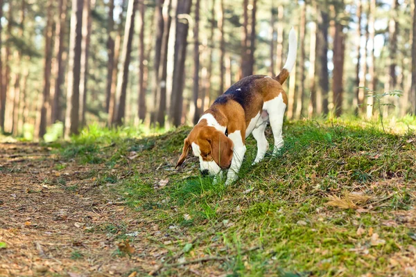 Beagle in bos — Stockfoto