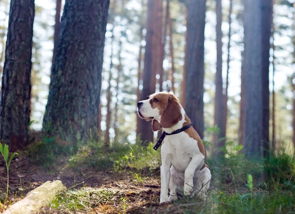 Beagle in bos — Stockfoto