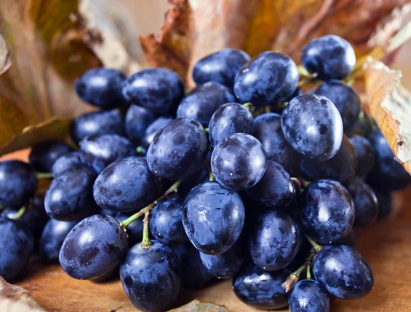 Спелый голубой виноград — стоковое фото