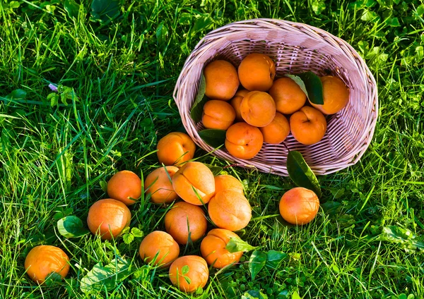 Apelsiner — Stockfoto