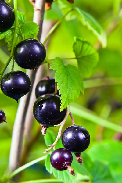 Schwarze Johannisbeere — Stockfoto