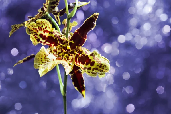 Orchid (phalaenopsis) — Zdjęcie stockowe
