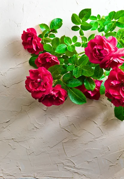 Red roses — Stock Photo, Image