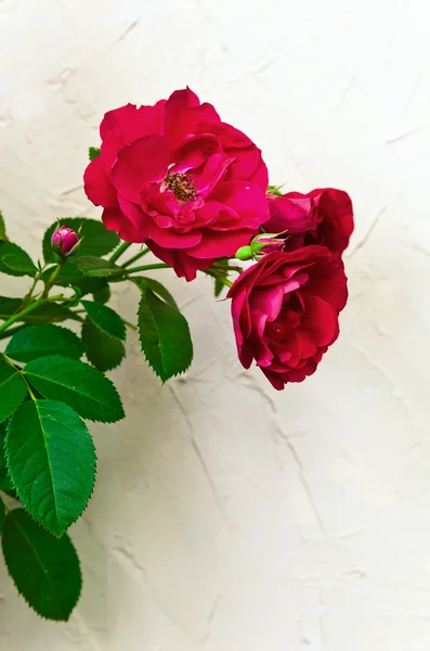 Red roses — Stock Photo, Image