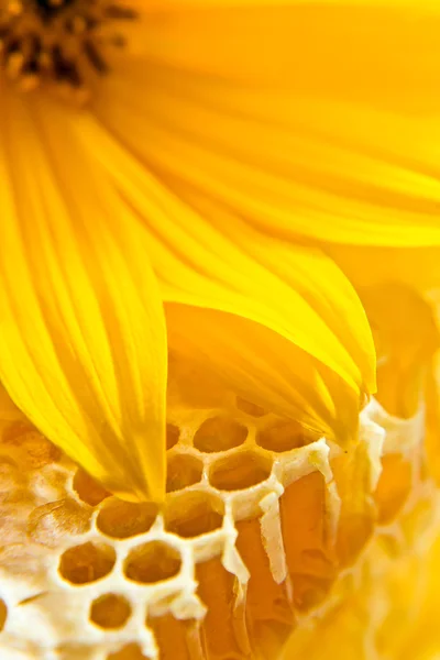 Fagure de miere — Fotografie, imagine de stoc