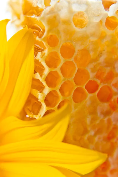 Fagure de miere — Fotografie, imagine de stoc