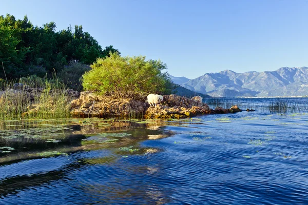 Skadarské jezero — Stock fotografie