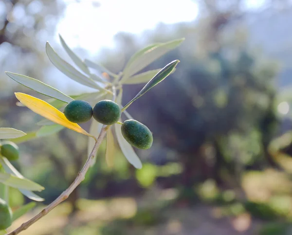 Зеленые оливки на ветвях — стоковое фото
