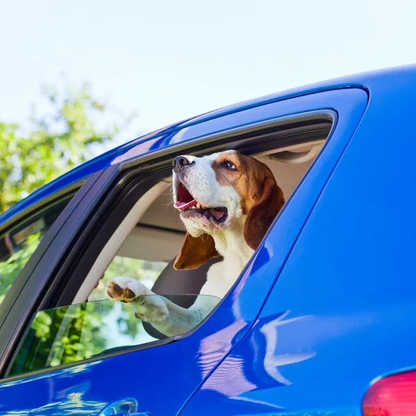 Travel in the blue car — Stock Photo, Image