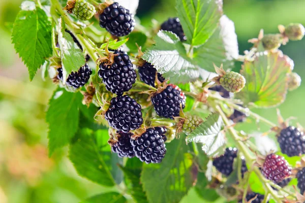 Brombeere — Stockfoto