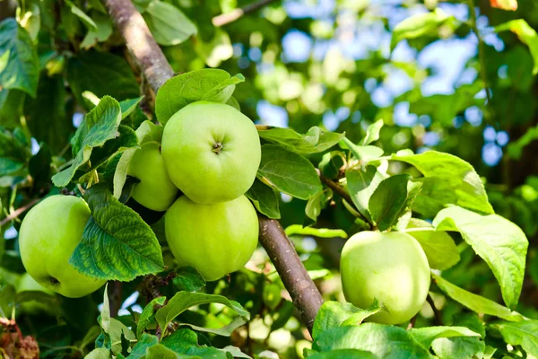 Green apples — Stock Photo, Image