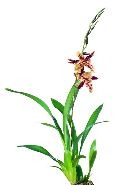 Orquídea sobre um fundo branco — Fotografia de Stock