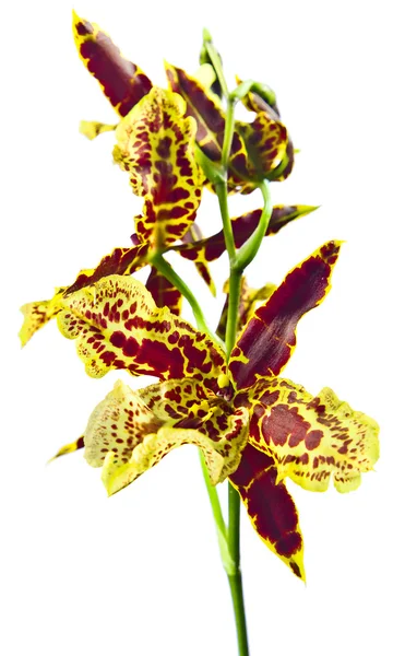 Orchid op een witte achtergrond — Stockfoto