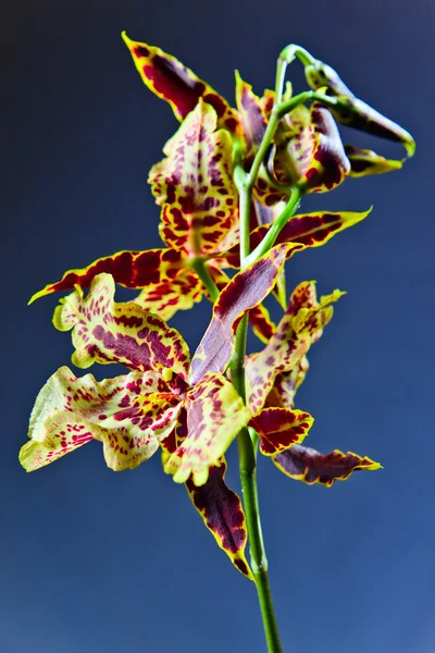 Orquídea em um fundo escuro — Fotografia de Stock