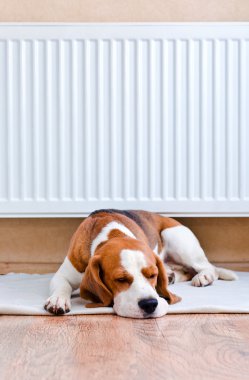 köpek sıcak bir radyatöre yakın bir dinlenme vardır