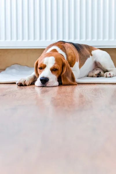 Hond heeft een rust in de buurt van een warme radiator — Stockfoto