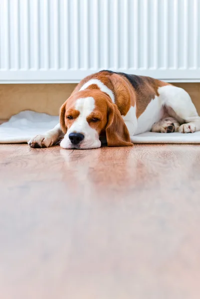 Perro tiene un descanso cerca de un radiador caliente —  Fotos de Stock