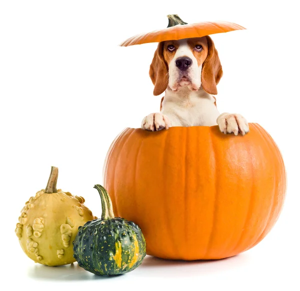 Beagle in pumpkin — Stock Photo, Image