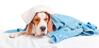 Beyaz arka planda çok fazla hasta köpek