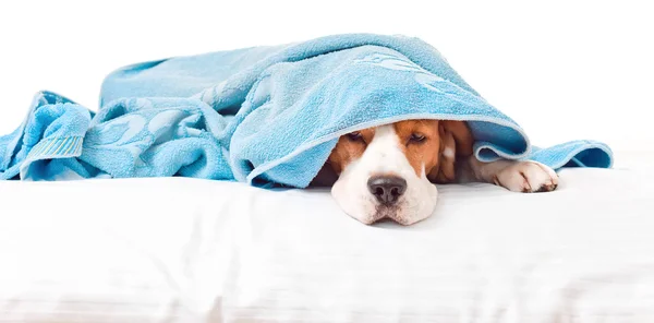 Muito cão doente no fundo branco — Fotografia de Stock