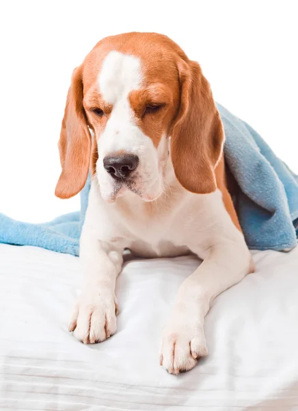 Muito cão doente no fundo branco — Fotografia de Stock