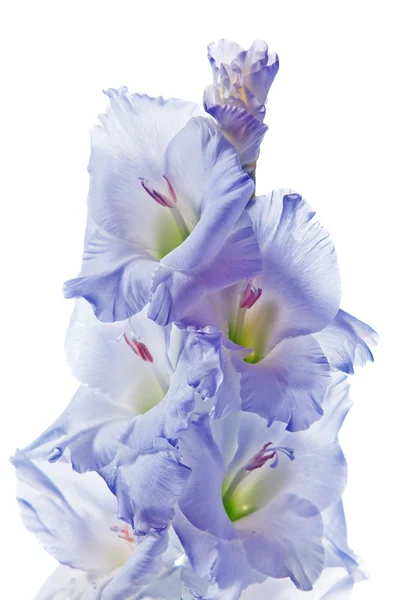 Gladiolus — Stock Photo, Image