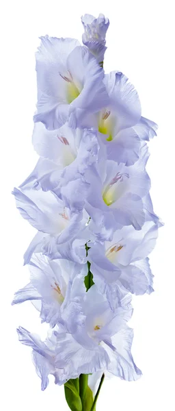 Gladiole — Photo