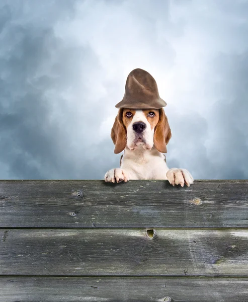 Dog in a magic hat — Stock Photo, Image