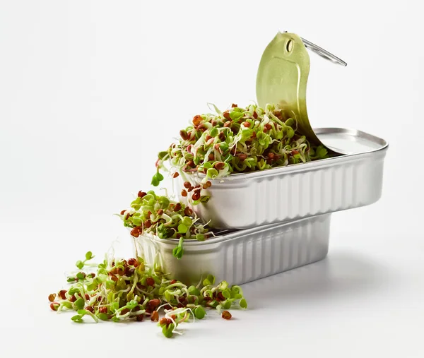 The sprouted seeds in an open can — Stock Photo, Image