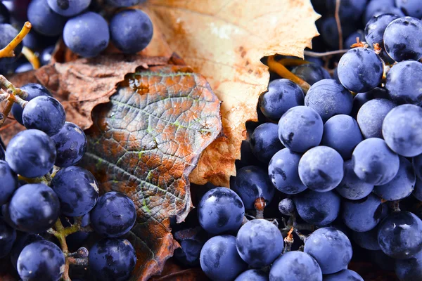 Culture de raisins pour la fabrication du vin — Photo