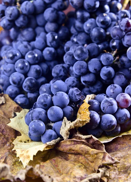 Урожай винограда для производства вина — стоковое фото