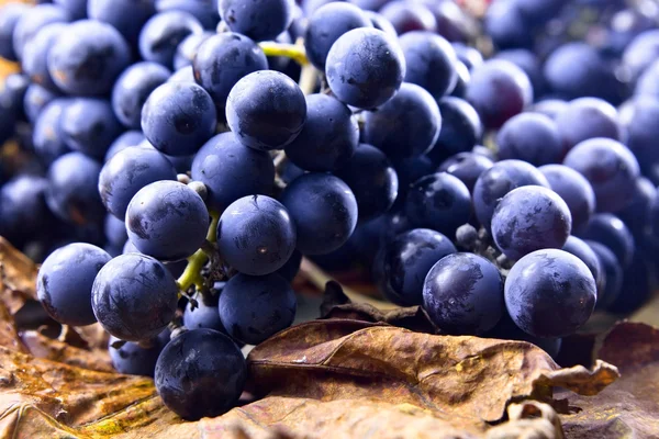 Cultivo de uvas destinadas a la fabricación de vino — Foto de Stock