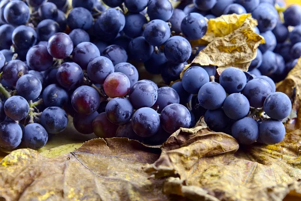Crop of grapes for wine manufacture — Stock Photo, Image
