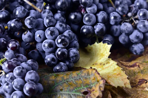 Coltura di uve destinate alla vinificazione — Foto Stock
