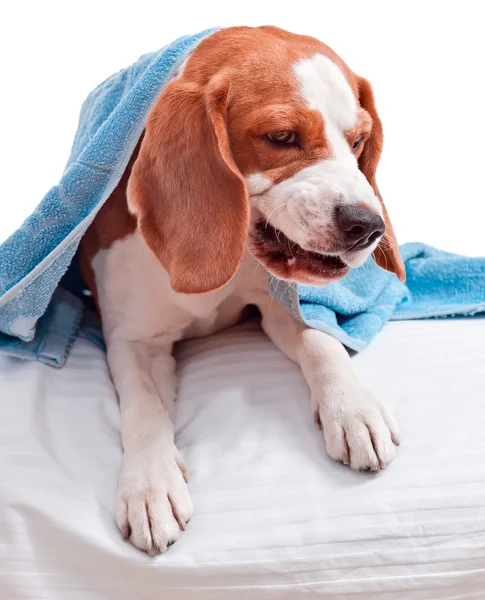 Muito cão doente no fundo branco — Fotografia de Stock