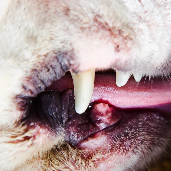 Teeth of a dog — Stock Photo, Image