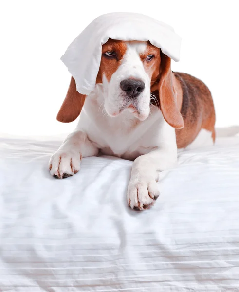 Sehr kranker Hund auf weißem Hintergrund — Stockfoto