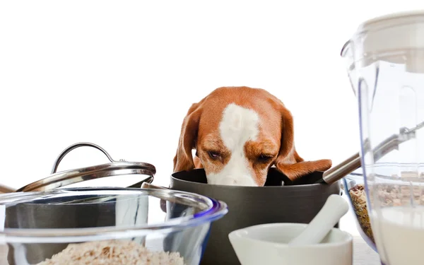 Beagle in cucina — Foto Stock